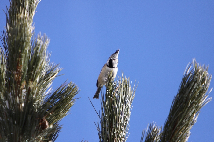 Oiseaux a Saas-Almagell - 031